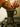 MiiR New Standard Moka Pot (295ml/10oz)